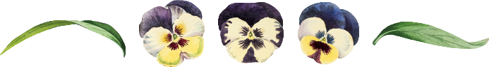 Pansy Divider